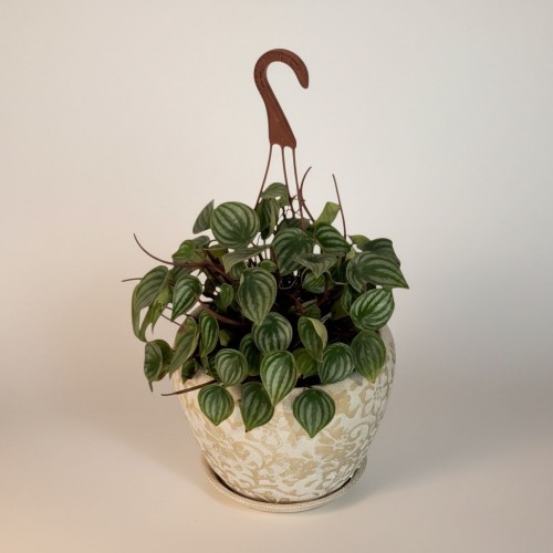 Özel Saksılı Melo